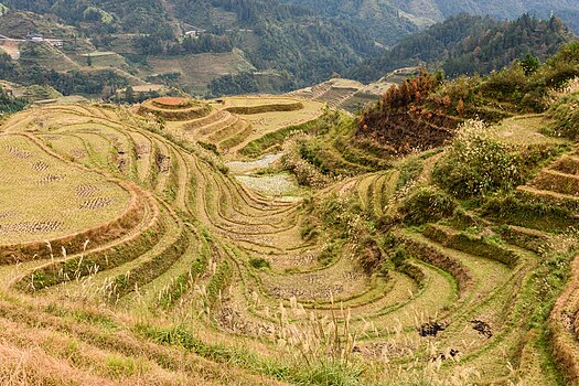 Терасаста поља пиринча у кинеској области Гуангси