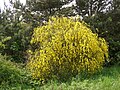 Cytisus scoparius (Scotch broom)