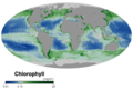 Image 101Ocean surface chlorophyll concentrations in October 2019. The concentration of chlorophyll can be used as a proxy to indicate how many phytoplankton are present. Thus on this global map green indicates where a lot of phytoplankton are present, while blue indicates where few phytoplankton are present. – NASA Earth Observatory 2019. (from Marine food web)