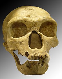 H. neanderthalensis, La Chapelle-aux-Saints