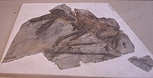 Jianchangnathus-Paleozoological Museum of China.jpg