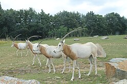 Des oryx algazelle.