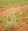 Image 7Native millet, Panicum decompositum, was planted and harvested by Indigenous Australians in eastern central Australia. (from History of agriculture)