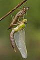 Image 31Ecdysis: a dragonfly has emerged from its dry exuviae and is expanding its wings. Like other arthropods, its body is divided into segments. (from Animal)