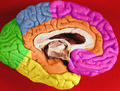 Обідкова частка (помаранчевим) у лівій півкулі головного мозку.