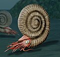 Image 100Reconstruction of an ammonite, a highly successful early cephalopod that first appeared in the Devonian (about 400 mya). They became extinct during the same extinction event that killed the land dinosaurs (about 66 mya). (from Marine invertebrates)