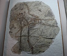 Protarchaeopteryx-Geological Museum of China.jpg