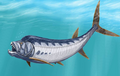 Xiphactinus (Actinopterygii)