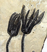 Fossil from Germany showing the stem, calyx, and arms with pinnules