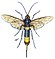 Hymenoptera Vielfalt Horntail.jpg