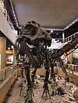 A mounted cast of Tyrannosaurus specimen RTMP 81.6.1(Black Beauty), on the first floor of the museum.
