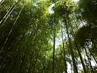Bamboo forest in France
