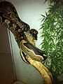 The Ball python, formerly a common species had become near-threatened as a result of illegal trades and poaching.