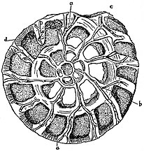 section showing chambers of a spiral foram