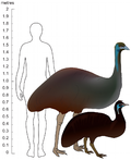 Emu size.png