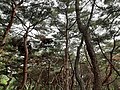 Korean Pine Trees in Seoul, Korea