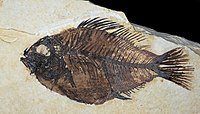 Eocene fossil fish Priscacara liops from the Green River Formation of Wyoming