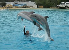 Spectacle des grands dauphins.