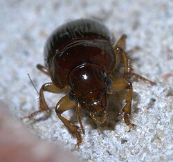a small, reddish-brown beetle sitting on a light sandy surface, facing the camera