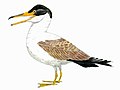 Ichthyornis was a toothed, seabird-like ornithuran from the Late Cretaceous