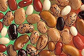 Diversity in dry common beans