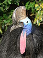 The head and neck of the cassowary are covered with blue and two red wattles hanging from them.