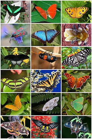 Lepidoptera Diversity.jpg