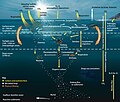 Image 48The pelagic food web, showing the central involvement of marine microorganisms in how the ocean imports nutrients from and then exports them back to the atmosphere and ocean floor (from Marine food web)