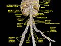 Spinal cord. Brachial plexus. Cerebrum.Inferior view.Deep dissection.