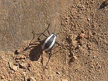 У мешканця намібійської пустелі — жука-чорнотілки Stenocara gracilipes елітри наглухо зрослися по шву аби зменшити втрати вологи