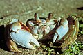 Image 8Ghost crab, showing a variety of integument types in its exoskeleton, with transparent biomineralization over the eyes, strong biomineralization over the pincers, and tough chitin fabric in the joints and the bristles on the legs (from Arthropod exoskeleton)