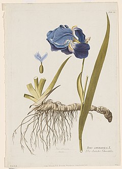Iris croatica (Hrvatska perunika)