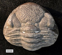 Enrolled phacopid trilobite from the Devonian of Ohio