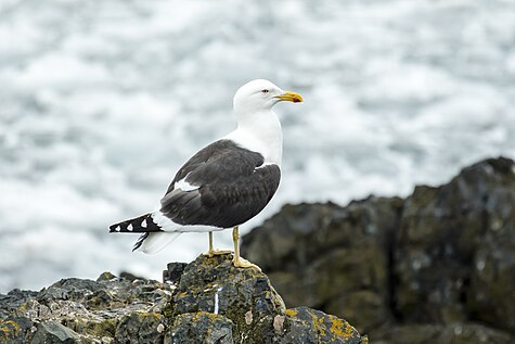 SouthShetland-2016-Livingston Island (Hannah Point)–Kelp gull (Larus dominicanus).jpg
