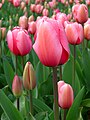 Tulip at Floriade, Canberra