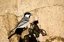 Bird with similar markings to great tit, but colours washed out and greyer, drinks from a leaking tap