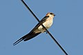Red-rumped swallow in Calpe, Spain - May 2018