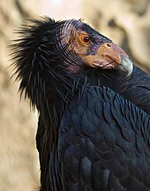 Large black bird with featherless head and hooked bill