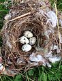 Cedar waxwing nest and eggs