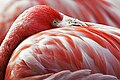 Image 17The red pigment in a flamingo's plumage comes from its diet of shrimps, which get it from microscopic algae. (from Animal coloration)