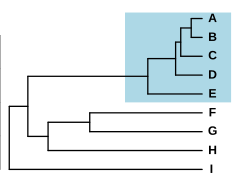Schematiskt fylogram med nio arter, där fem bildar en grupp med korta grenar, separerad från de andra av en lång gren