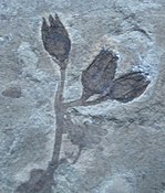 Adaptive radiation in the Cretaceous created many flowering plants, such as Sagaria in the Ranunculaceae.