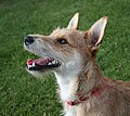 iTerrier mixed-breed