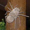 Outdated Megarachne reconstructed as a big spider at the Natural History Museum of Geneva