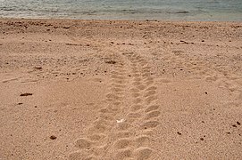 Sea turtle tracks on the west side of Halul Island