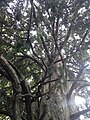 Жіноче дерево в с. Ділове. 157/50 см. Плодоносить.