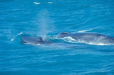 Синий кит у берегов Исландии