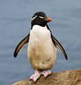 Southern rockhopper penguin, Eudyptes (chrysocome) chrysocome