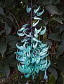 Image 2Jade vine (not made of candy)