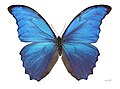 Structurally coloured wings of Morpho didius